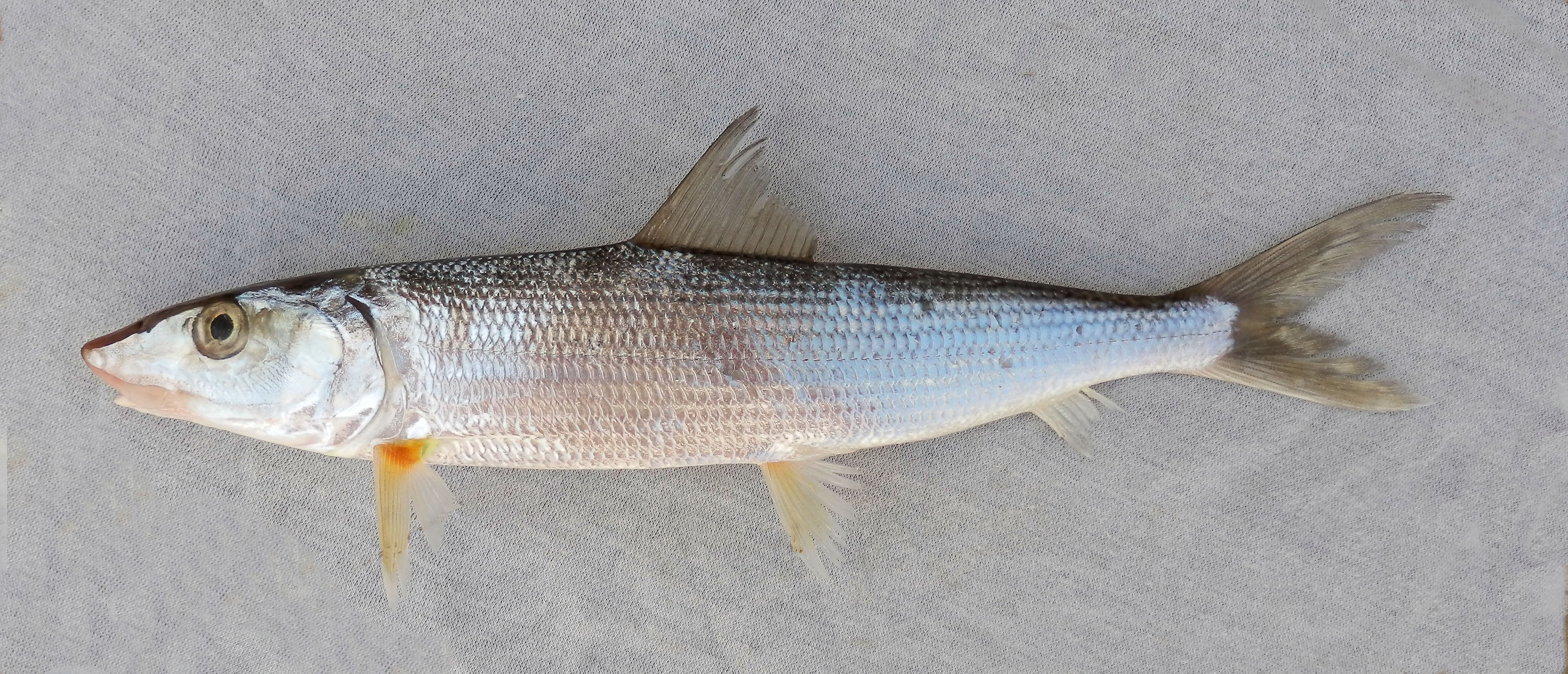 Cortez Bonefish Mexico Fish Marine Life Birds And Terrestrial Life