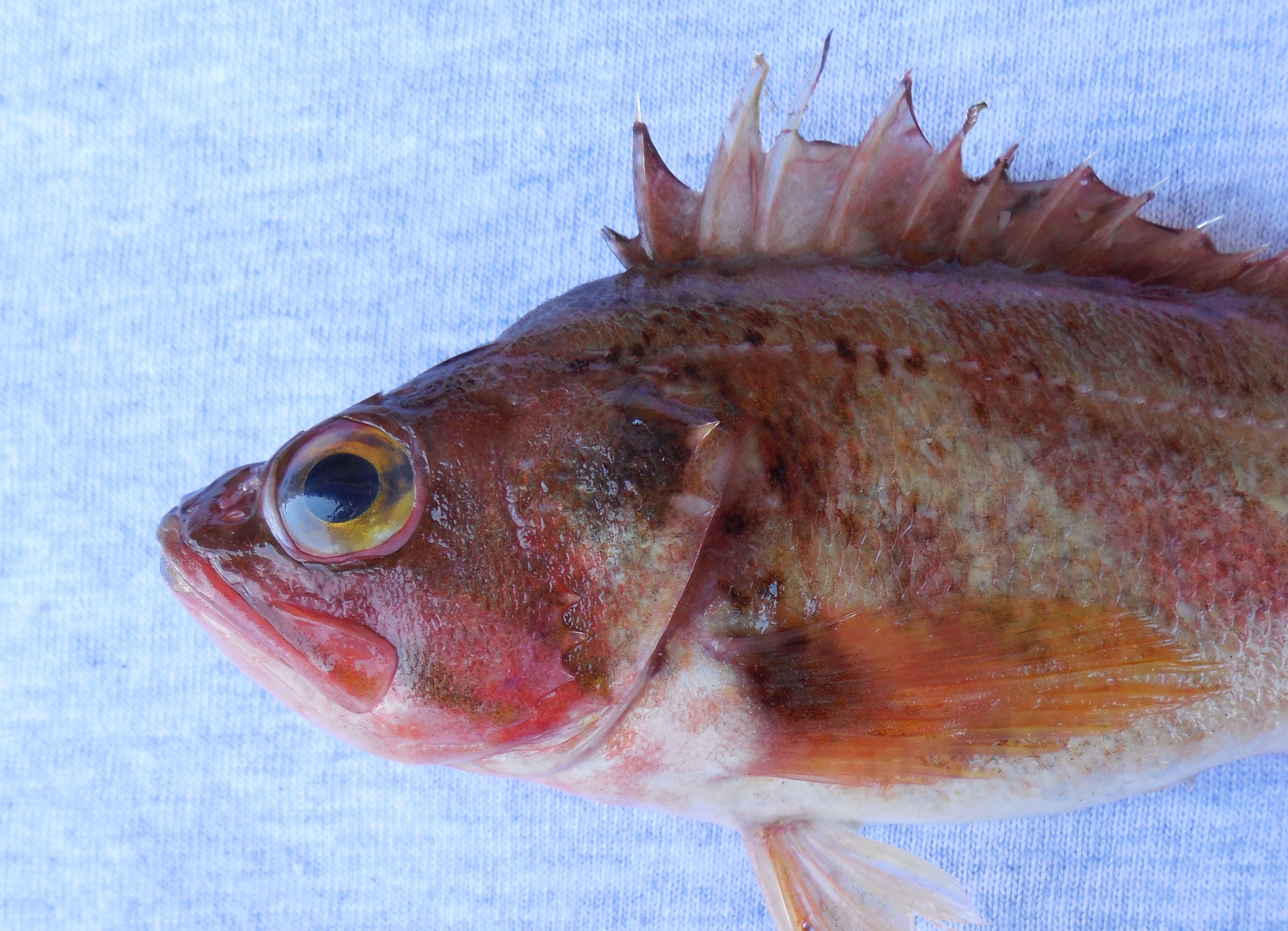 Calico Rockfish | Mexico – Fish, Birds, Crabs, Marine Life 