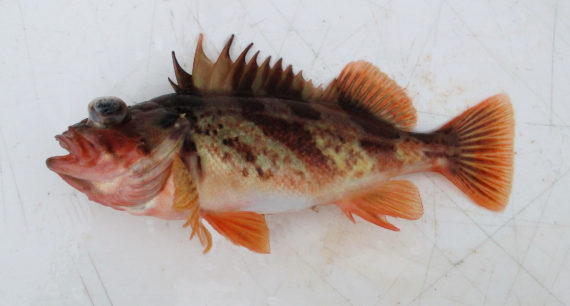 Calico Rockfish | Mexico – Fish, Birds, Crabs, Marine Life 