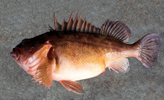 Brown Rockfish | Mexico – Fish, Birds, Crabs, Marine Life 