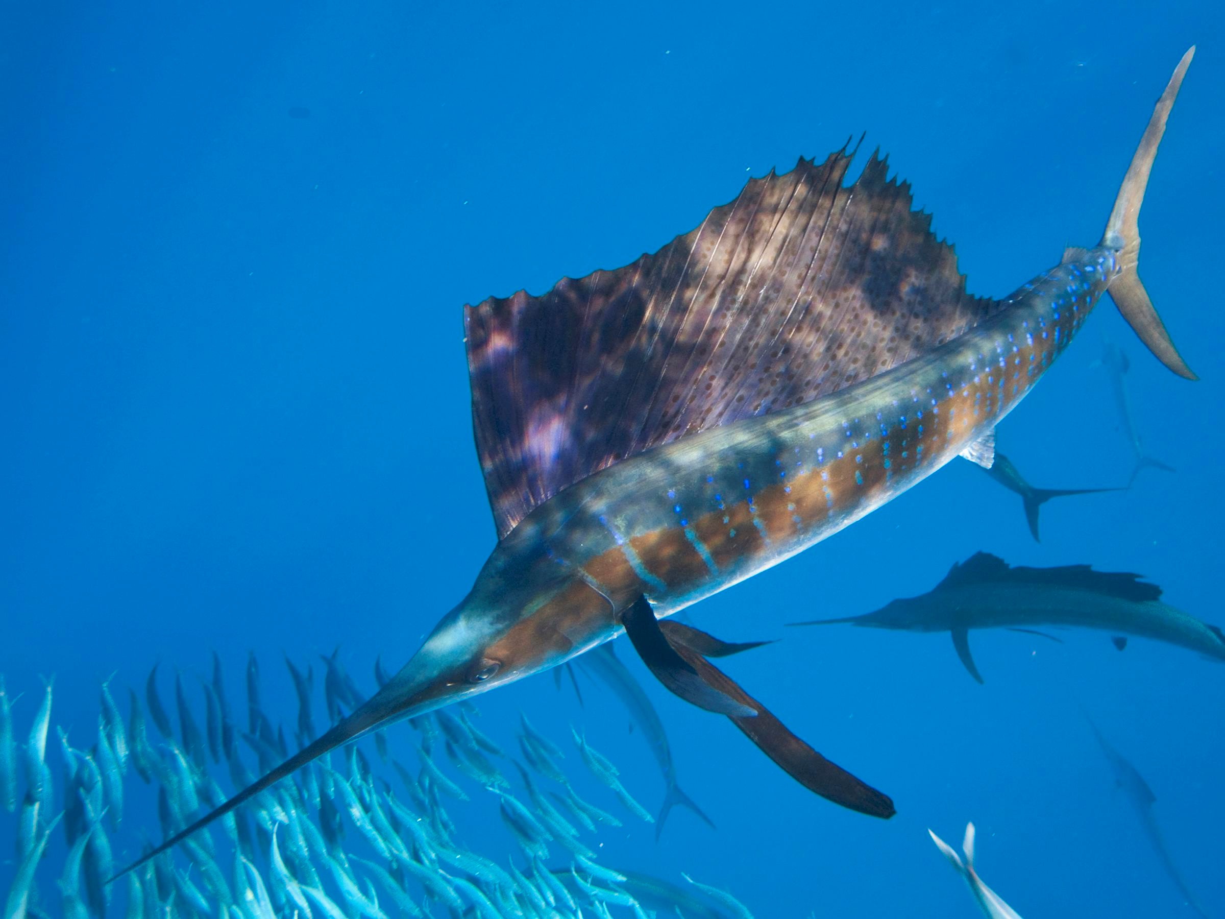 Sailfish Mexico Fish Birds Crabs Marine Life Shells And 