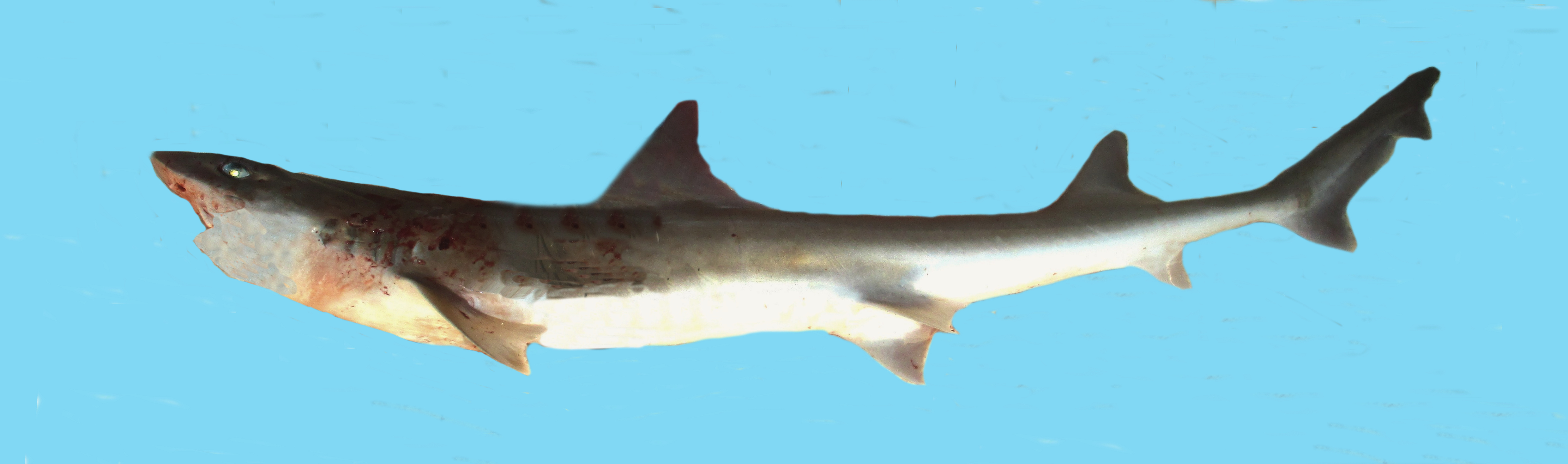 Florida Smoothhound | Mexico – Fish, Birds, Crabs, Marine Life, Shells ...